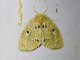 Tussock Moth (Erebidae sp)
