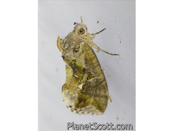 Fruit-piercing Moth (Eudocima phalonia)