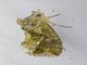 Fruit-piercing Moth (Eudocima phalonia)