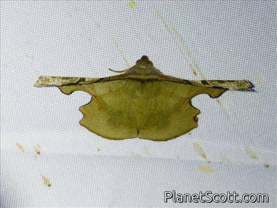 Geometer Moth (Fascellina sp)