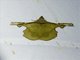 Geometer Moth (Fascellina sp)