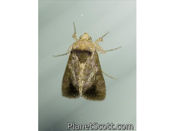 Cutworm Moth (Noctuidae sp)