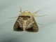 Cutworm Moth (Noctuidae sp)