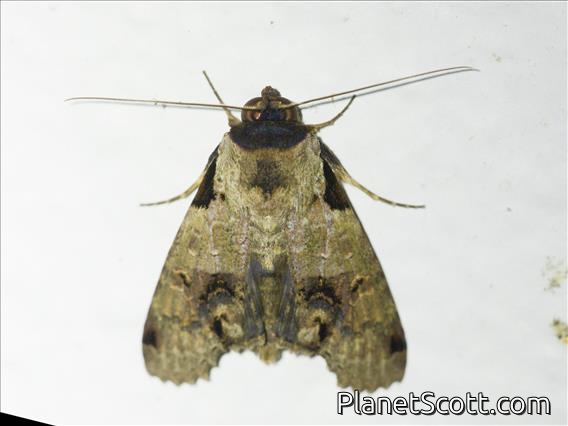 Euteliid Moth (Stictoptera sp)