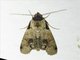 Euteliid Moth (Stictoptera sp)