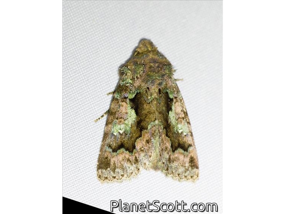 Cutworm Moth (Noctuidae sp)