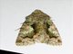 Cutworm Moth (Noctuidae sp)