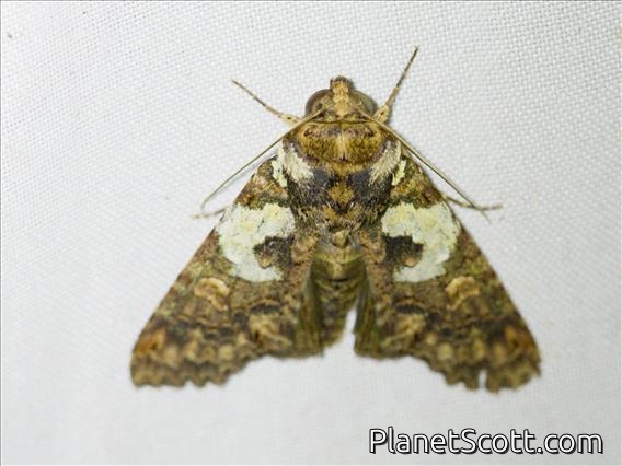 Euteliid Moth (Stictoptera sp)