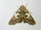 Euteliid Moth (Stictoptera sp)