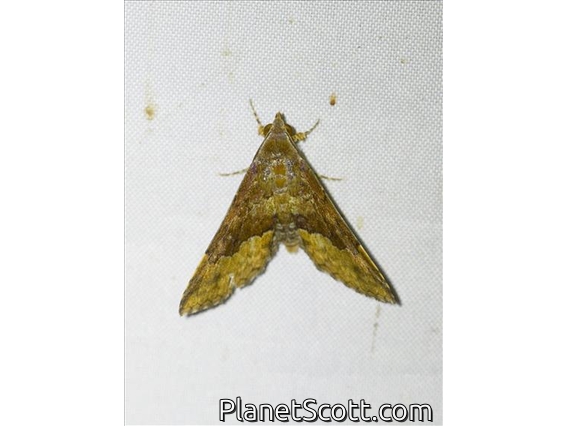 Crambid Snout Moth (Crambidae sp)