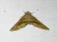Crambid Snout Moth (Crambidae sp)