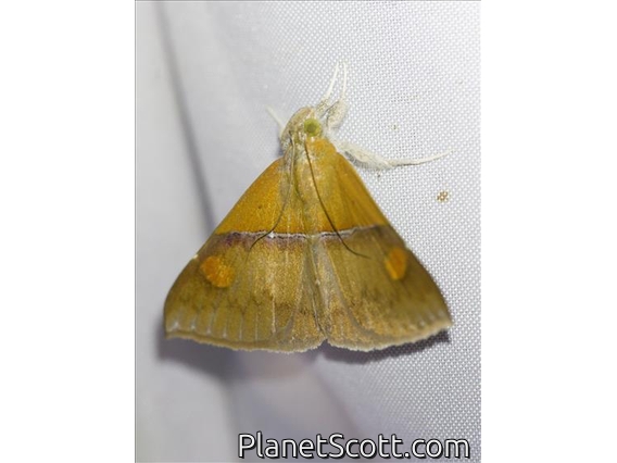 Erebid Moth (Sympis rufibasis)
