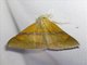 Erebid Moth (Sympis rufibasis)