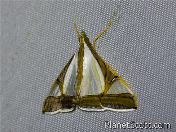 Pearl Moth (Agrioglypta eurytusalis)