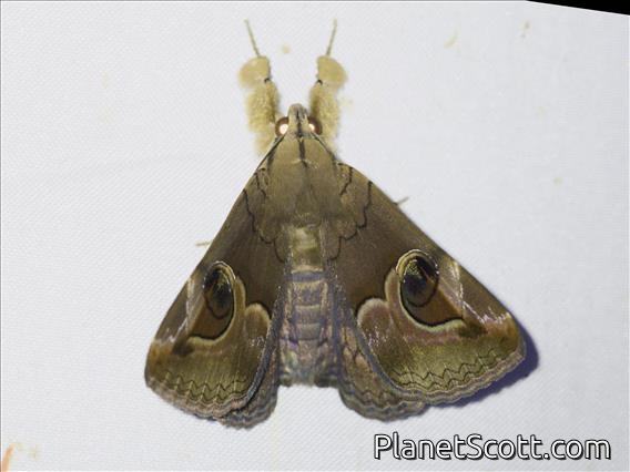 Erebid Moth (Ommatophora luminosa)