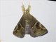Erebid Moth (Ommatophora luminosa)