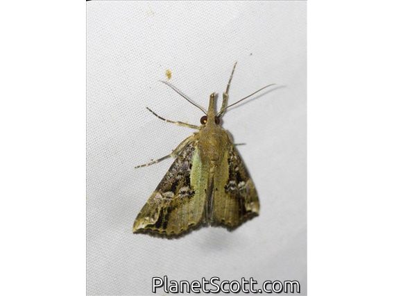 Hypenine Snout Moth (Hypena abjectalis)