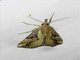 Hypenine Snout Moth (Hypena abjectalis)