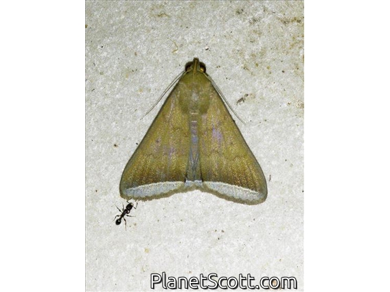 Litter Moth (Simplicia bimarginata)