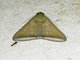 Litter Moth (Simplicia bimarginata)
