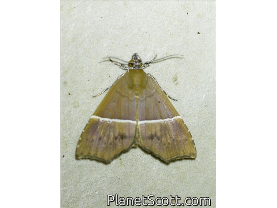 Hypenine Snout Moth (Catada sp)