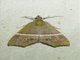 Hypenine Snout Moth (Catada sp)