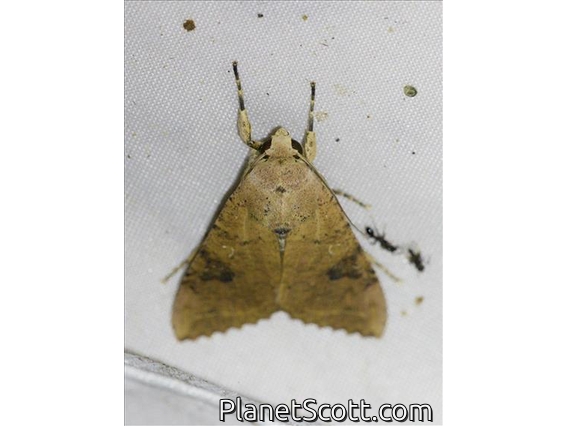 Cutworm Moth (Tiracola aureata)