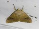 Cutworm Moth (Tiracola aureata)