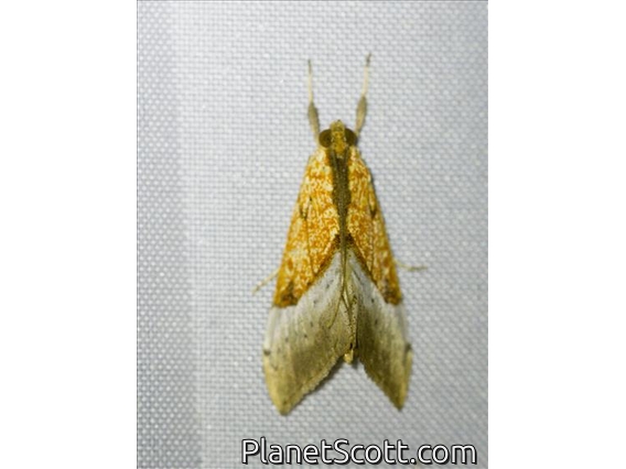 Crambid Snout Moth (Crambidae sp)