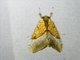 Crambid Snout Moth (Crambidae sp)