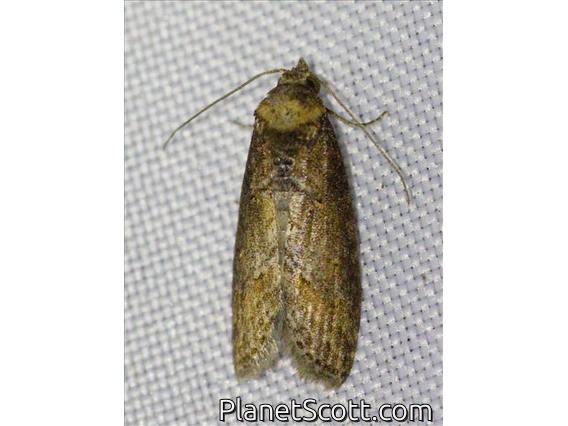 Tortricid Leafroller Moth (Tortricidae sp)
