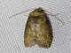 Tortricid Leafroller Moth (Tortricidae sp)