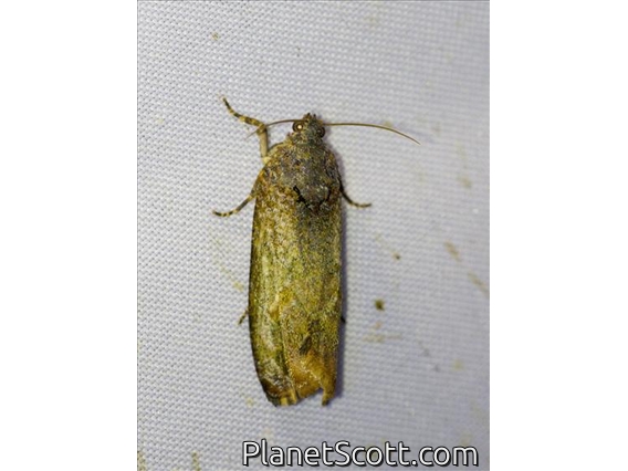Euteliid Moth (Odontodes sp)