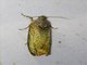 Euteliid Moth (Odontodes sp)