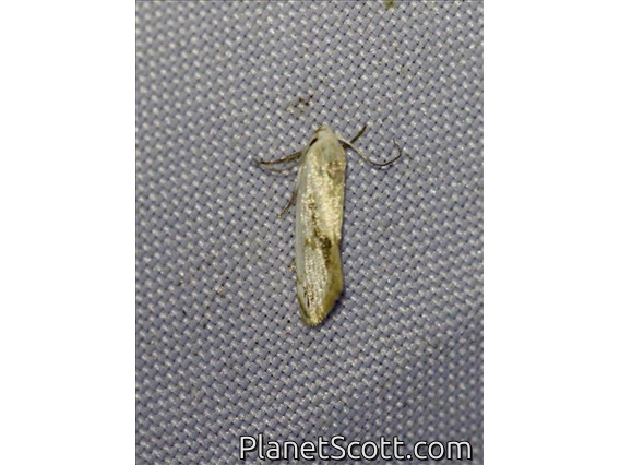 Curved-horn Moth (Gelechioidea sp)