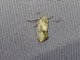 Curved-horn Moth (Gelechioidea sp)