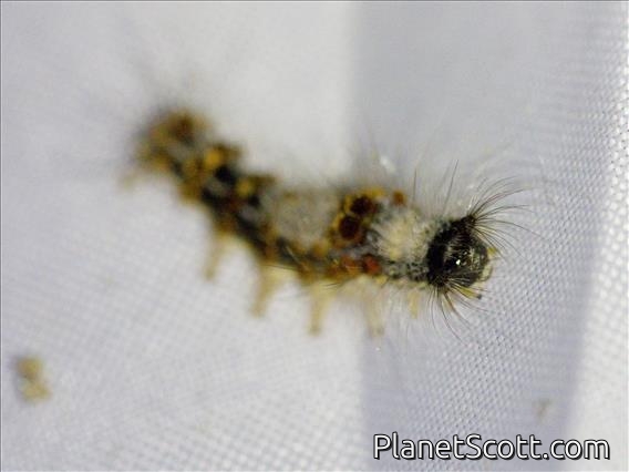 Geometer Moth Larva (Geometridae sp)