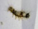Geometer Moth Larva (Geometridae sp)