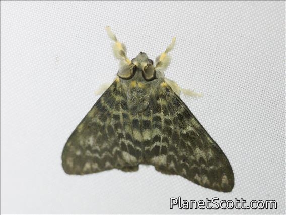 Erebid Moth (Erebidae sp)