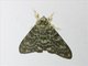 Tussock Moth (Lymantria sp)