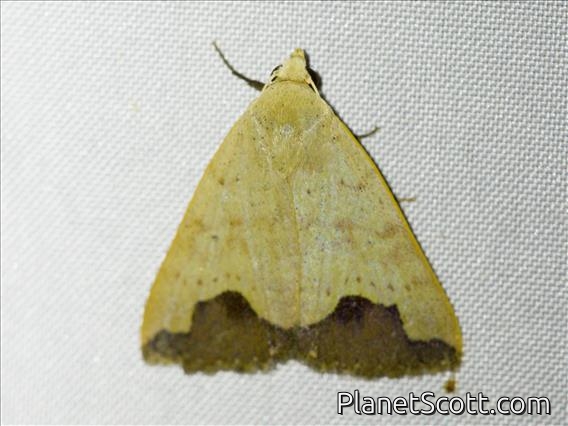 Erebid Moth (Bocula xanthostola)