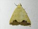 Erebid Moth (Bocula xanthostola)