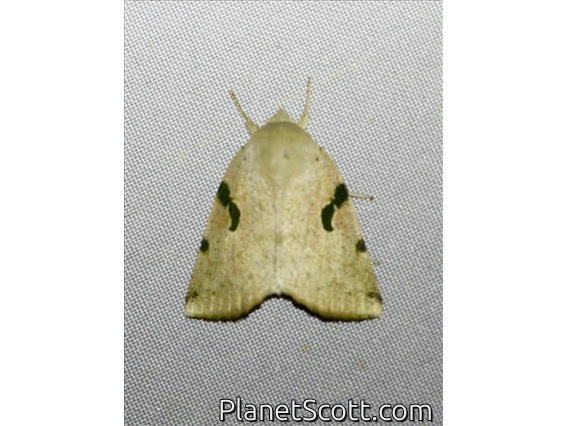 Tufted Moth (Chloroplaga pallida)