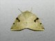 Tufted Moth (Chloroplaga pallida)