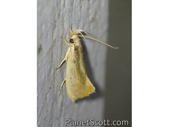 Curved-horn Moth (Gelechioidea sp)