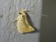 Curved-horn Moth (Gelechioidea sp)