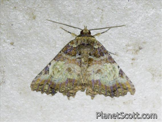 Erebid Moth (Dadala sp)