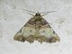 Erebid Moth (Dadala sp)