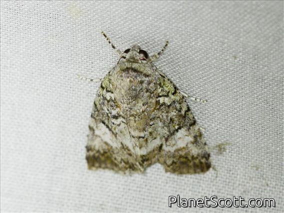 Tufted Moth (Blenina sp)