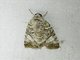 Tufted Moth (Blenina sp)